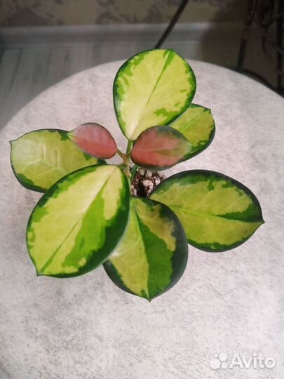 Хойя Аустралис Лиза