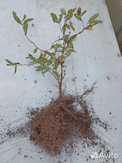 Саженцы жимолости