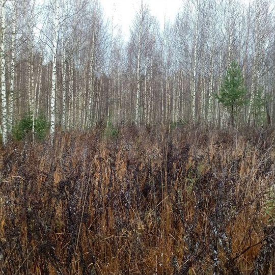 Участок 16,8 га (СНТ, ДНП)