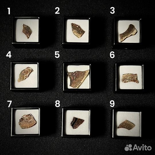 Кость динозавра окаменелость ископаемое