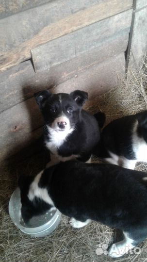 Щенки в любящую семью