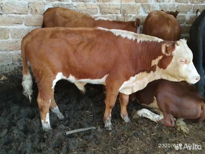 Бычки молодняк