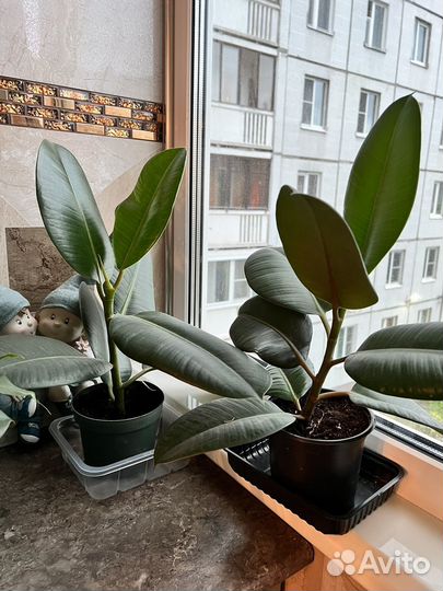 Фикус каучуконосный большой
