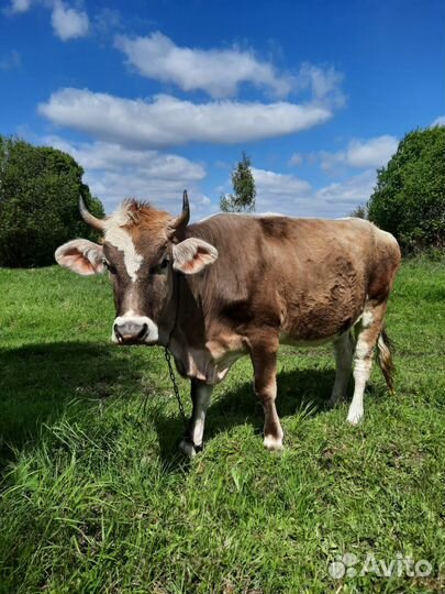 Корова - телка стельная молодая
