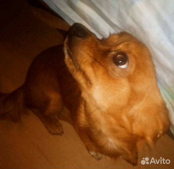 Щенки чихуахуа мини