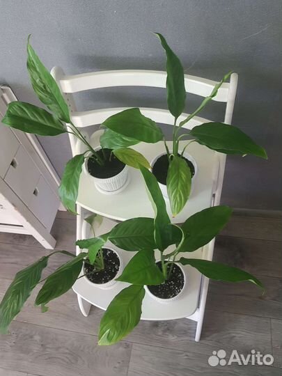 Спатифиллум Шопен