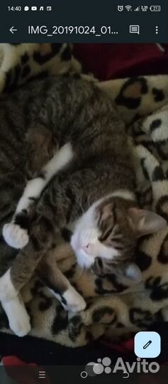 Дочь кота Бориса в добрые руки)