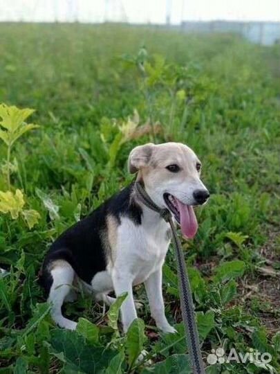 Славная Ладушка ищет дом в добрые руки