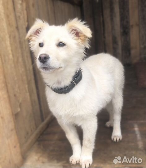 Щенок в добрые руки