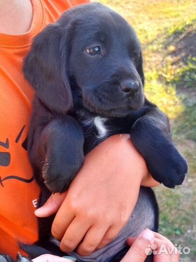 Очаровательные щенки лабрадора в добрые руки
