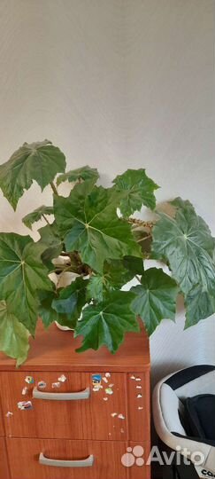 Бегония декоративная