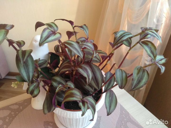 Традесканция пурпурный джой, молодой куст