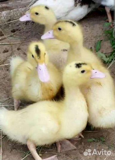 Муларды, утки