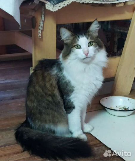 Ищем хозяев для кота-мышелова