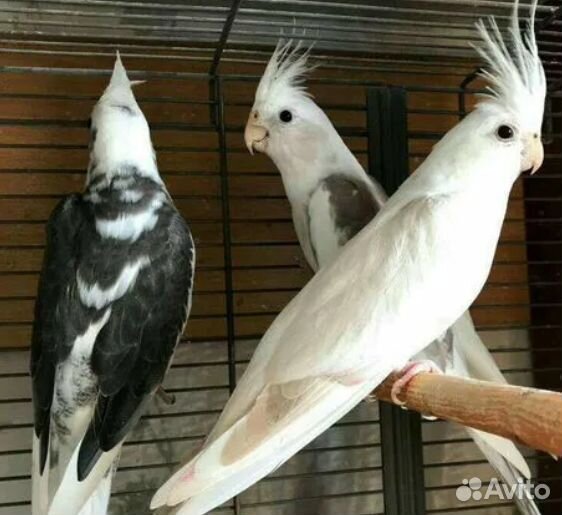 Попугаи кореллы, волнистики, какарики