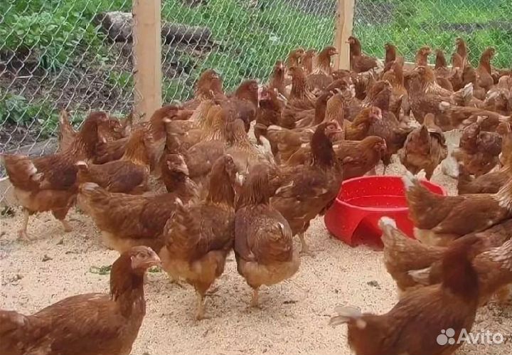 Куры несушки молодые с доставкой