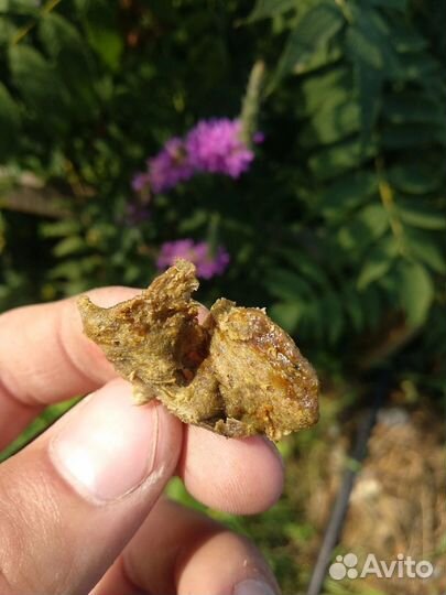 Прополис пчелиный