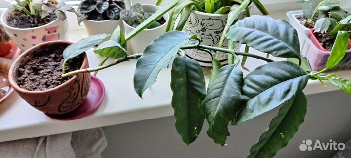 Хойя мультифлора