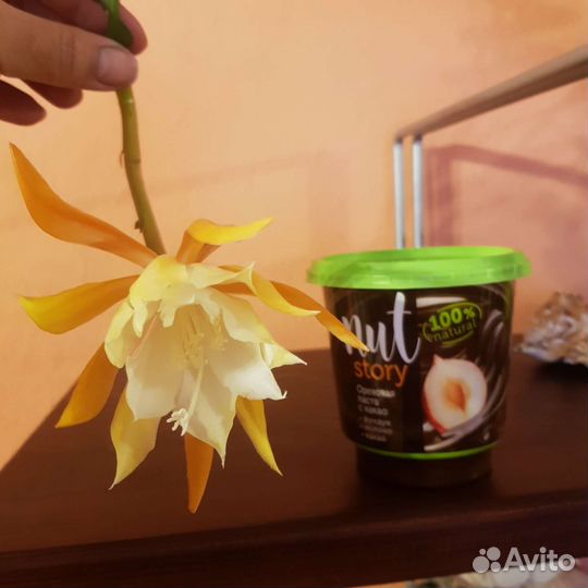 Дизокактус