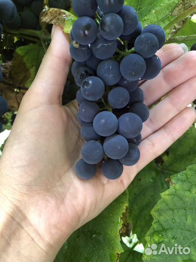 Виноград Изабелла