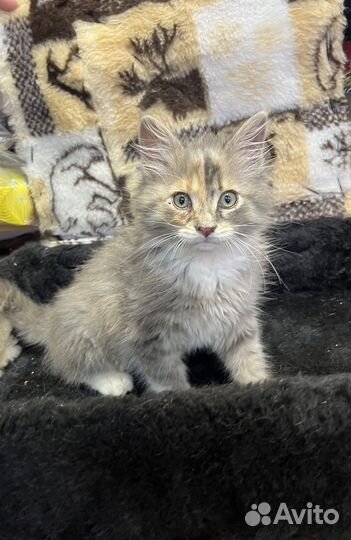Котенок (помесь сибирской кошки)