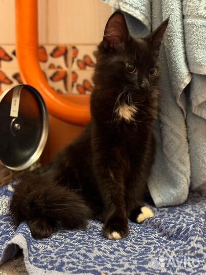 Котята мейн-кун бесплатно