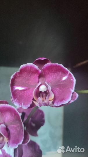 Орхидея Каменная роза с цветоносом