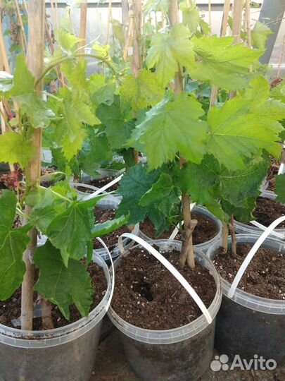Саженцы винограда Аватар