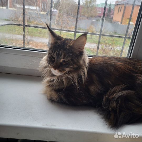 Кошечка Мейн кун