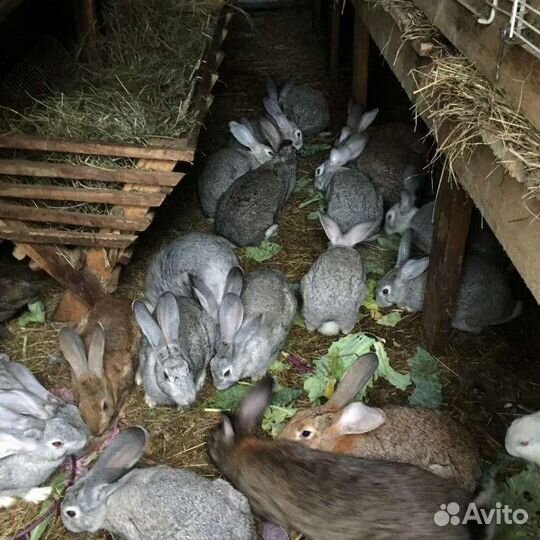 Кроликов на мясо