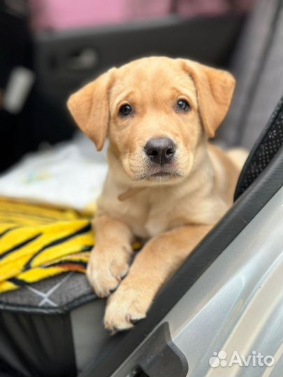 Чистокровные лабрадоры