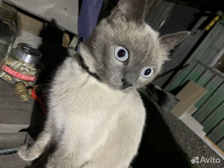 Британская