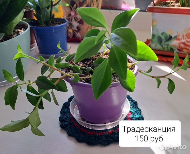 Спатифиллум и др. Комнатные растения