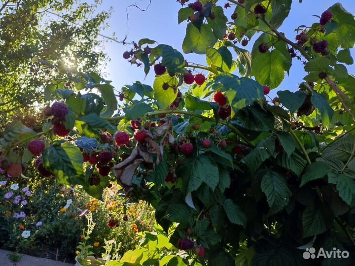 Ремонтантная малина