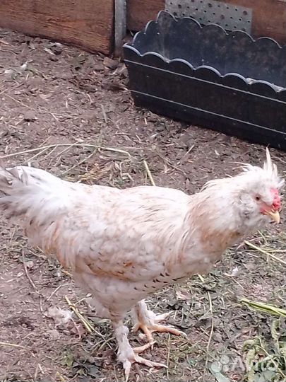 Петух сибирская мохноножка