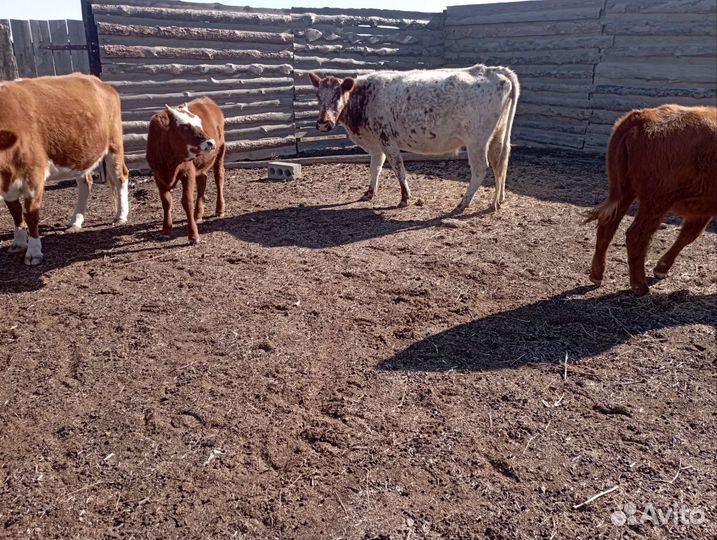 Коровы и телята