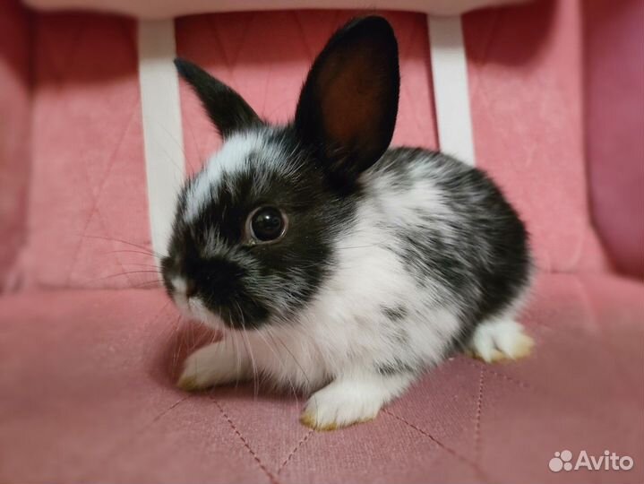 Декоративные (карликовые) крольчата