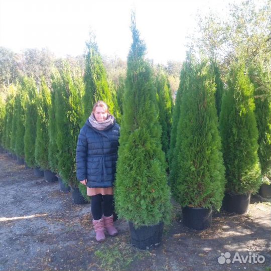 Туя смарагд 180-190 Качество экстра