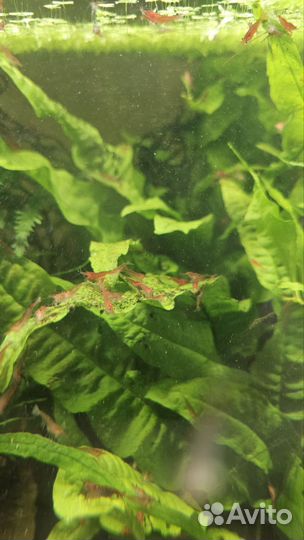 Креветки неокардины