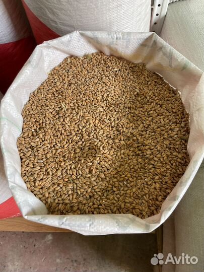 Зерно, Комбикорм, Отруби для кур и с/х животных