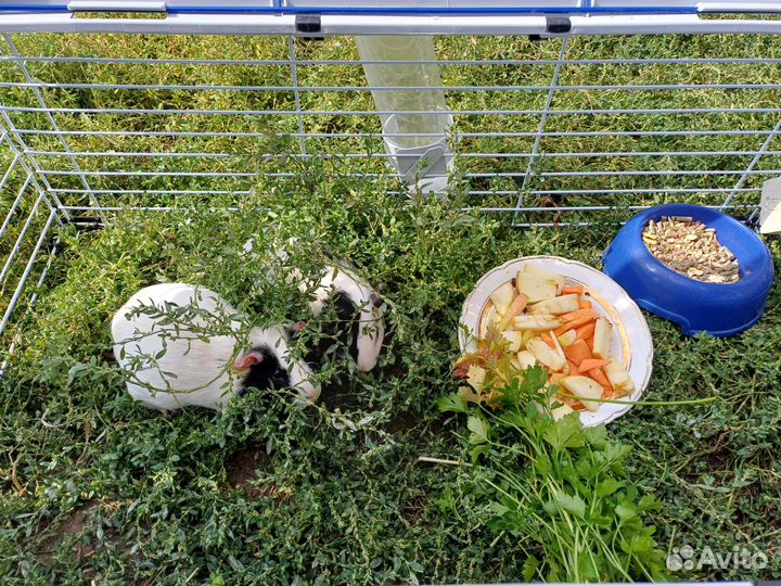 Клетка с морскими свинками+лежагкм.корм сено.витам