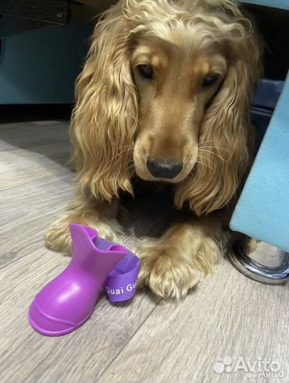 Сапоги для собак