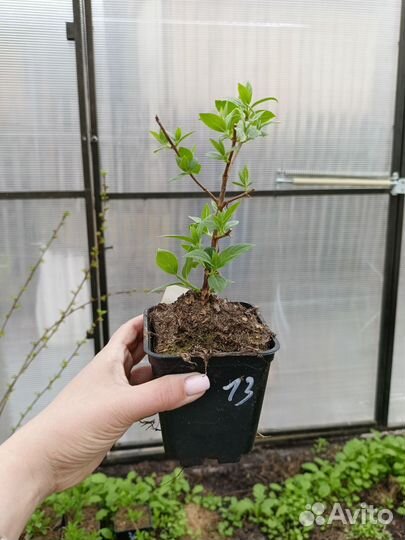 Гортензия селекшн