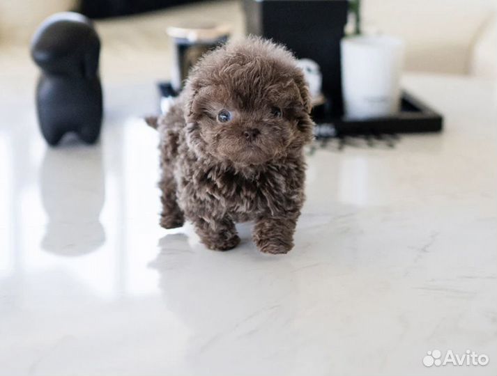 Тикап пудель микро