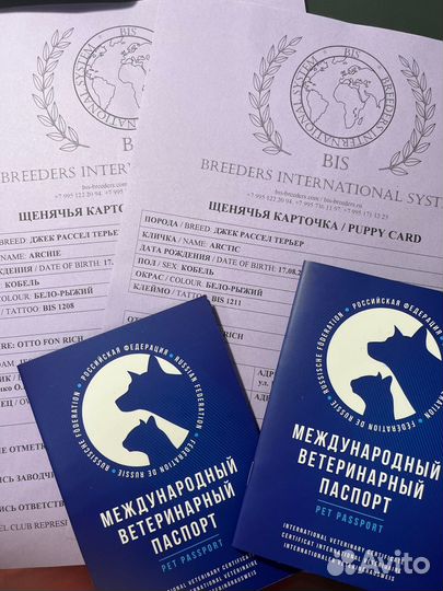 Щенки джек рассел терьер