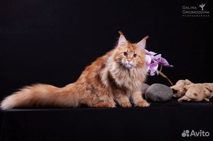 Котик Мейн-кун