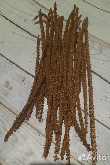 Семена подорожника