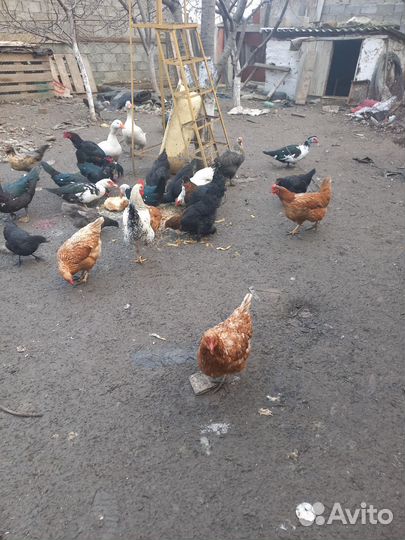Куры разных пород и петухи