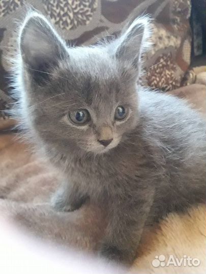 Котята в добрые руки бесплатно