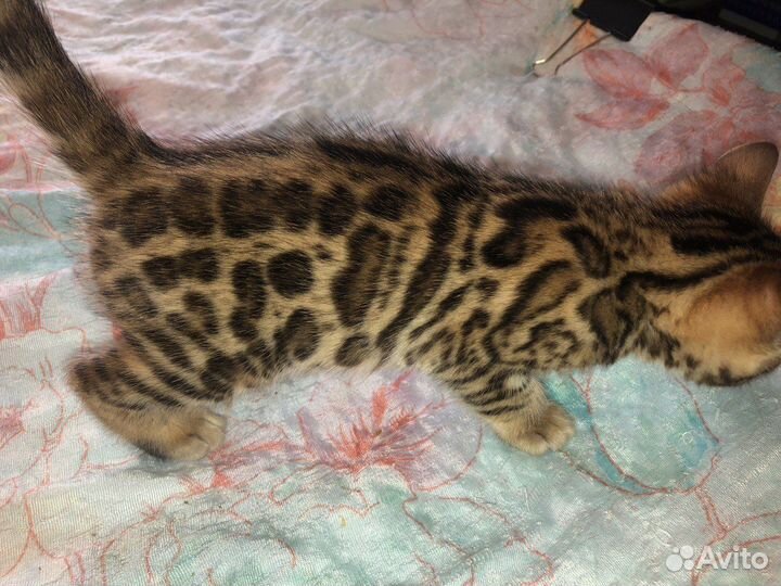 Бенгалята-девочки для души и разведения